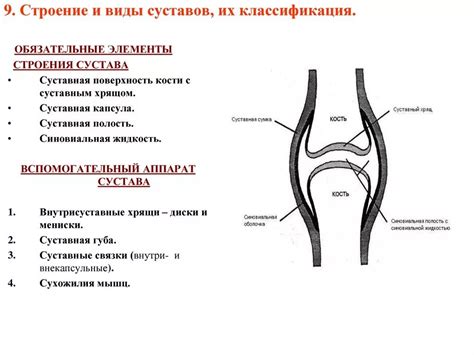 Фокус: ключевые области, где сконцентрированы мышцы и основные суставы