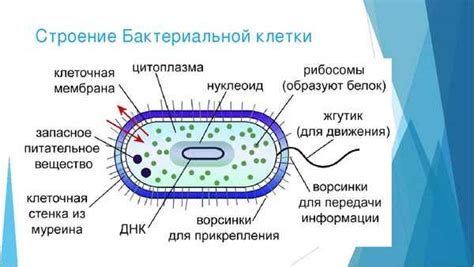 Форма и размеры геномной матрицы внутри бактериальной клетки