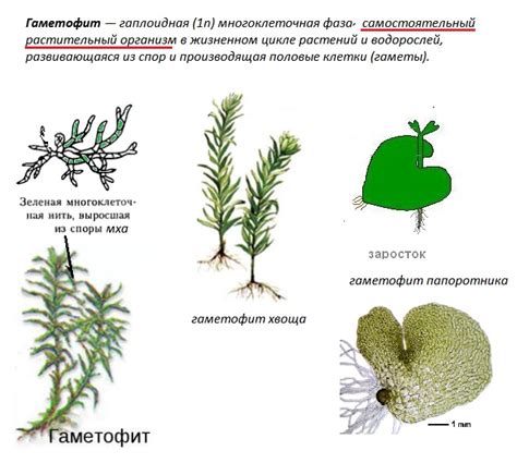 Формирование гаметофита у растений: уникальные особенности и процессы