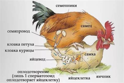 Формирование иерархии и сотрудничество у птиц-социальных существ