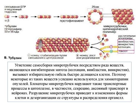 Формирование микротрубочек: важность цитоскелета