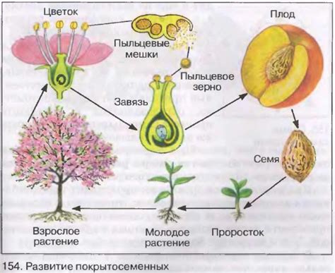 Формирование плодов и размножение растений