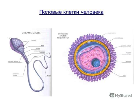 Формирование половых атрибутов: процесс создания индивидуальности и развитие репродуктивной системы