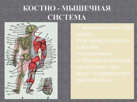 Формирование скелета и развитие мышц у растущего организма