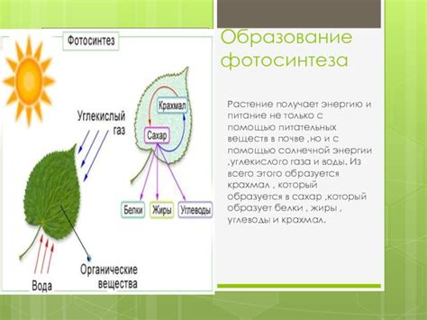 Фотосинтез: источник питательных веществ в клетках растений