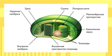 Фотосинтез: работах хлоропластов поглощение света и производство органических веществ 