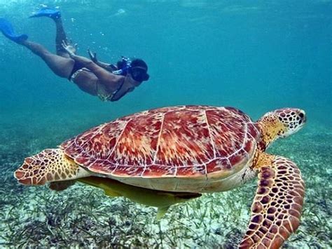 Фотосъемка в воде: волшебство подводного мира