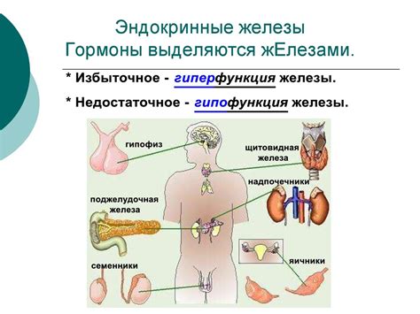 Функции Ундевита в организме