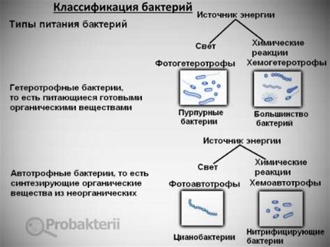 Функции вибрионов бактерий: от обороны до питания