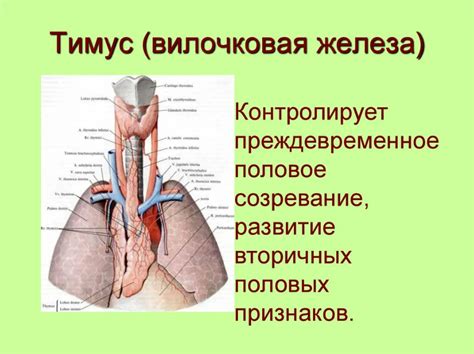 Функции вилочковой железы