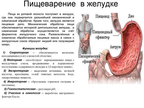 Функции желудка в организме человека