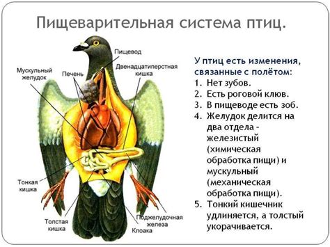 Функции и особенности шпор у птиц: узнайте, какими инструментами наделена природа