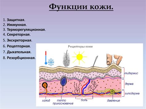 Функции и разпределение желез кожи: секреция и смазка