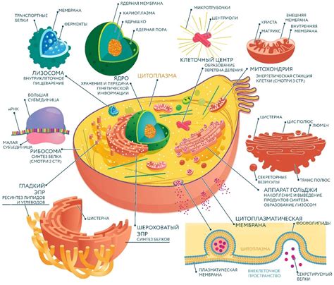 Функции и роль клеточных компонентов