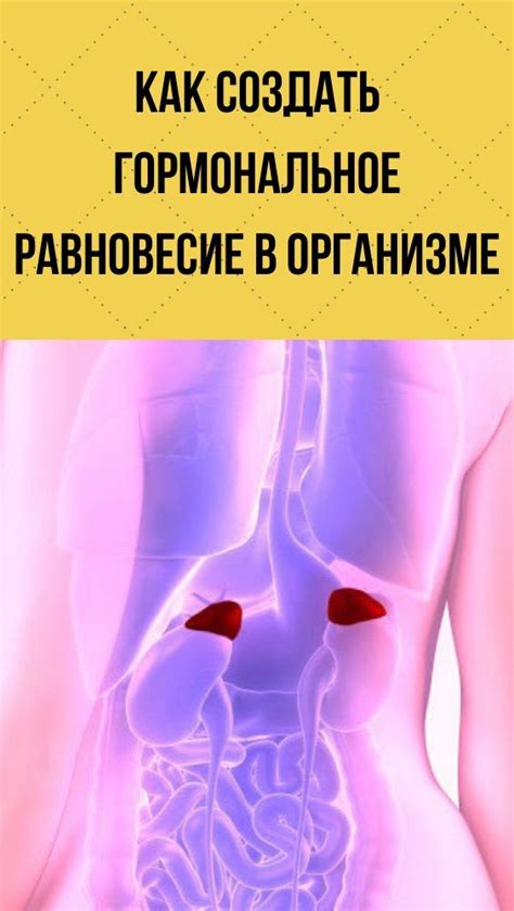 Функции и роль органа, ответственного за гормональное равновесие