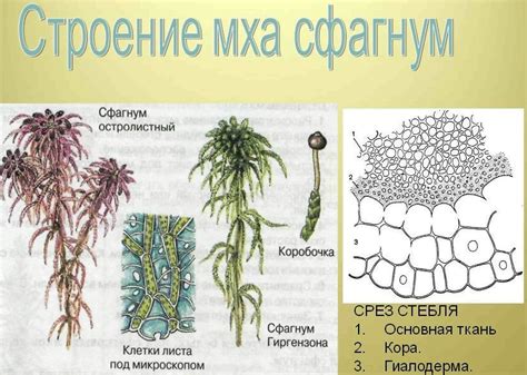 Функции и свойства сфагнума