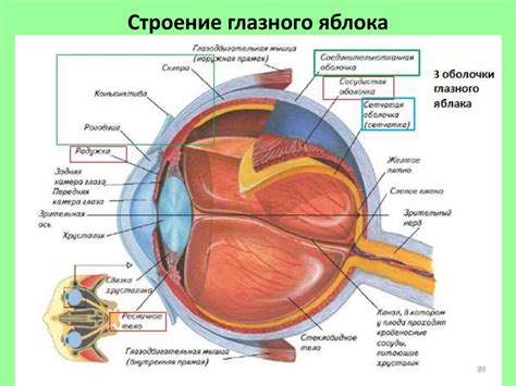 Функции и структура углов глаза