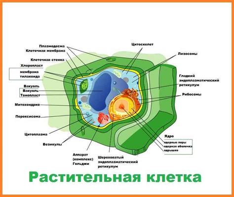 Функции кальция в клеточных процессах растений