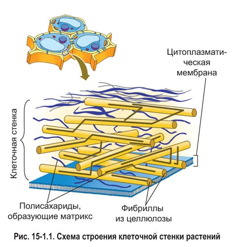 Функции клеточной стенки в растениях