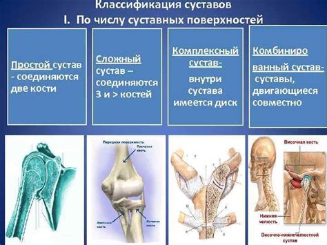 Функции ключевого сустава в организме