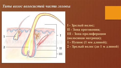 Функции корней волос: обеспечение защиты и регуляция температуры