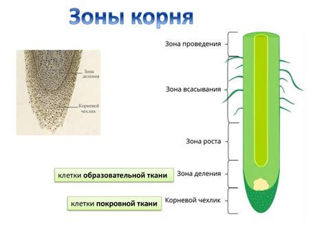 Функции корней волос в организме человека