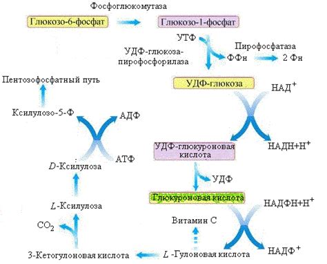 Функции никотинамидадениндинуклеотида (витамина В3) в организме человека