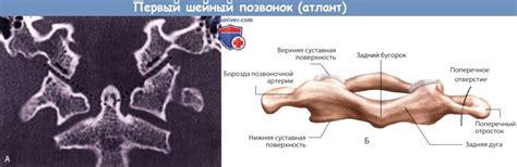 Функции первого позвонка в структуре человеческого организма