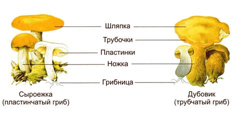 Функции покрывающего часть гриба