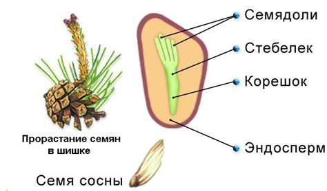 Функции семени сосны: от защиты до рассеивания