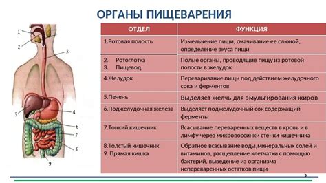 Функции системы пищеварения