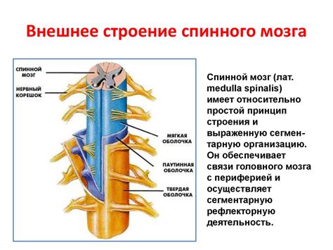 Функции спинного мозга