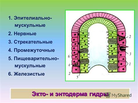 Функции эпителиально-мускульных клеток гидры: пищеварение и передвижение