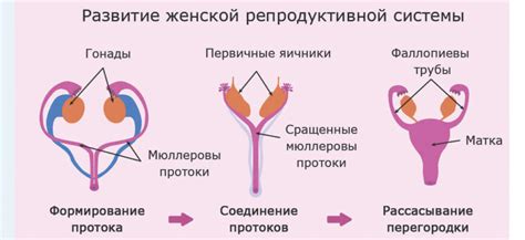 Функции яичников в организме женщины и их роль в репродуктивной системе