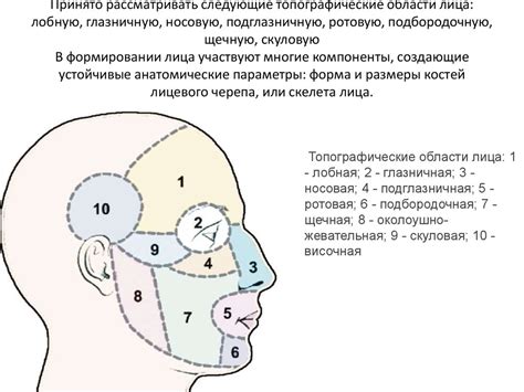 Функциональная роль углубления в области лица