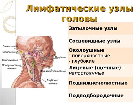 Функциональное значение головных лимфоузлов: отражение физиологических процессов