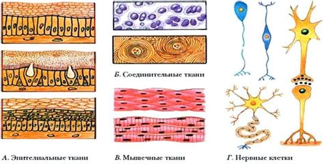 Функциональное значение различных органов и тканей медузы