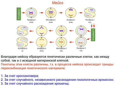 Функциональное разнообразие мейоза у различных организмов: обзор