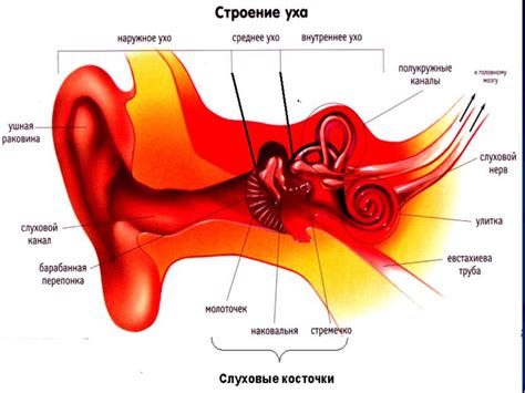 Функциональные компоненты внутренних структур, обеспечивающих равновесие в органе слуха