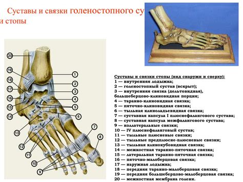 Функциональные особенности структуры стопы и ее секреция