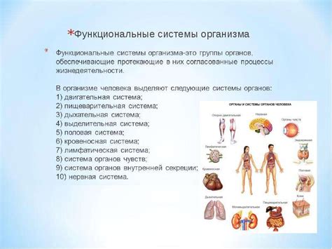 Функциональные системы организма: комплексы тканей, выполняющих специфические задачи