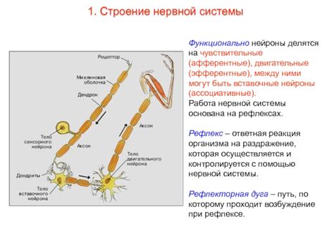 Функционирование нервной системы: важное звено - эфферентные двигательные нейроны