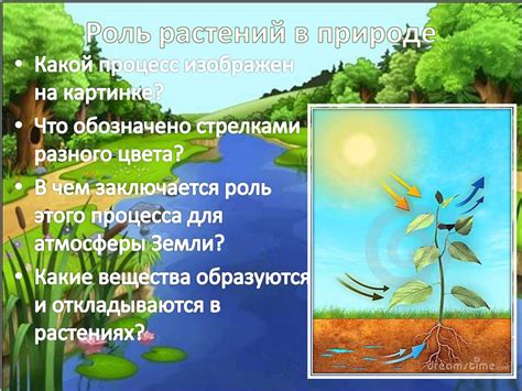 Функция аэропор земля"ых протуберанций у растений: значение и преимущества