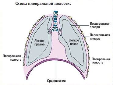 Функция плевральной полости в организме человека