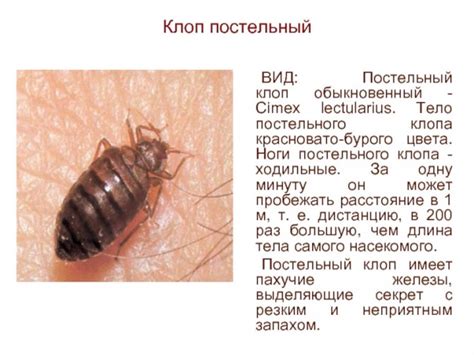 Характеристика клопов и их основных мест обитания