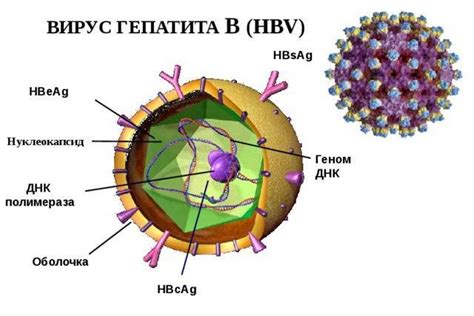 Характеристики вирусоносителя гепатита б