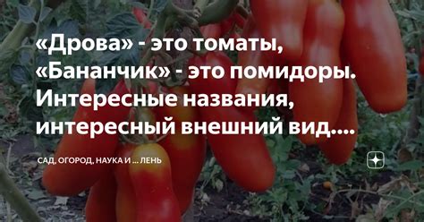 Характеристики вишни махровой: внешний вид и вкусовые качества