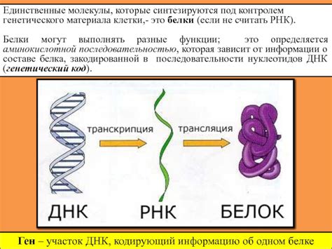 Характеристики и прогрессия процесса раздвоения молекулы генетического материала