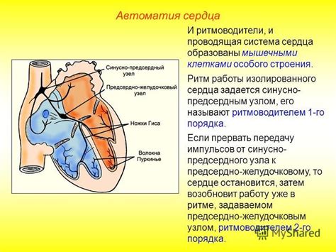 Характеристики особого строения акромиона второго вида