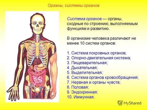 Химические реакции в организме: воздействие васаби на органы и системы